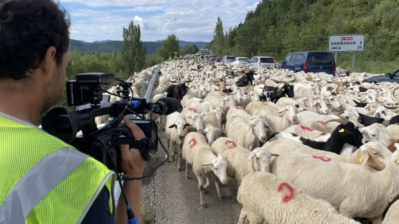 ‘Tempero’ acompaña a 4.000 cabezas de ovino por las carreteras y senderos del Alto Gállego