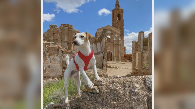 Imagen de El perro más mediático de España es protagonista de ‘Son mis amigos’