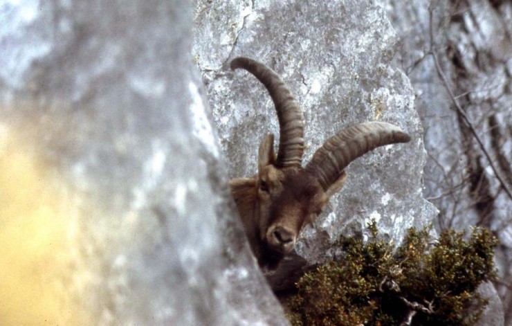 'Salvar al bucardo' narra la historia de la lucha desesperada de instituciones y científicos por evitar la extinción de la cabra montés del Pirineo