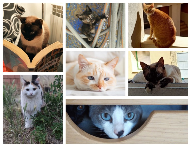 Imágenes de varios gatos.