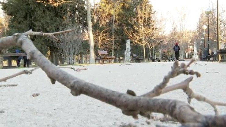 Un árbol yace caído en un parque de Zaragoza