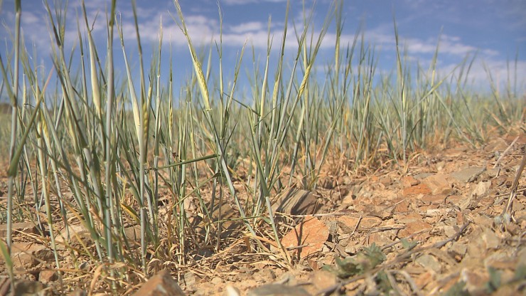 Campo afectado por la sequía.