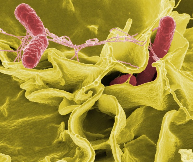 Bacteria de la salmonella. / Pixabay