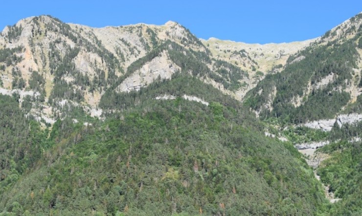 Zona boscosa de Canfranc que fue reforestada hace unos años. / Gobierno de Aragón